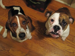 Hudson and Tank were private students prepping for a new human baby