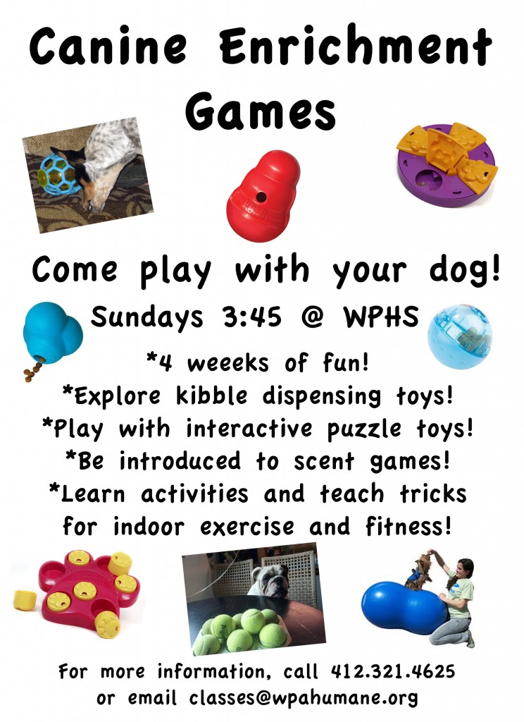 Canine Enrichment Games Class! ~ Success Just Clicks