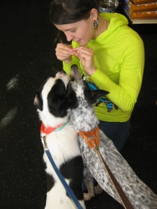 Saying hi to an pet store employee, he really liked her!