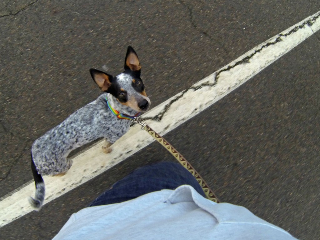 Loose leash walking 