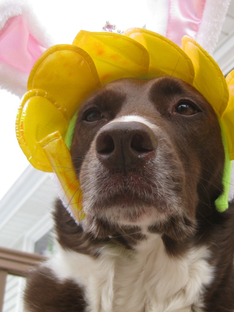 Shayne is a flower bunny!  So cute!