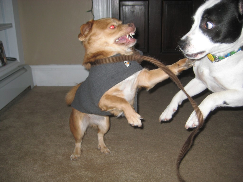 Schooner and Linus' frist play session after he moved in