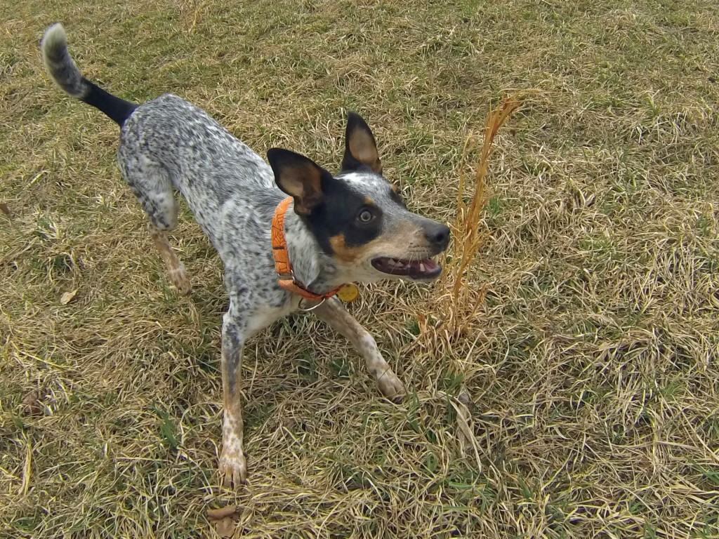 Rio about to take off after the ball