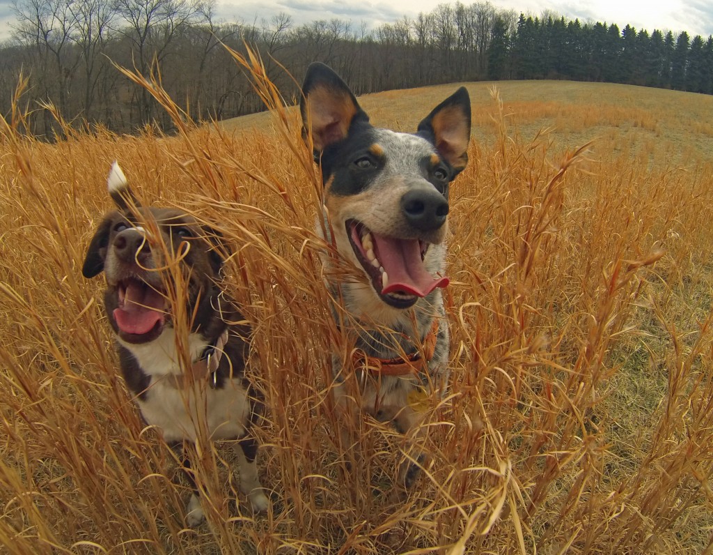 tuckered out puppies at the end of our hike!