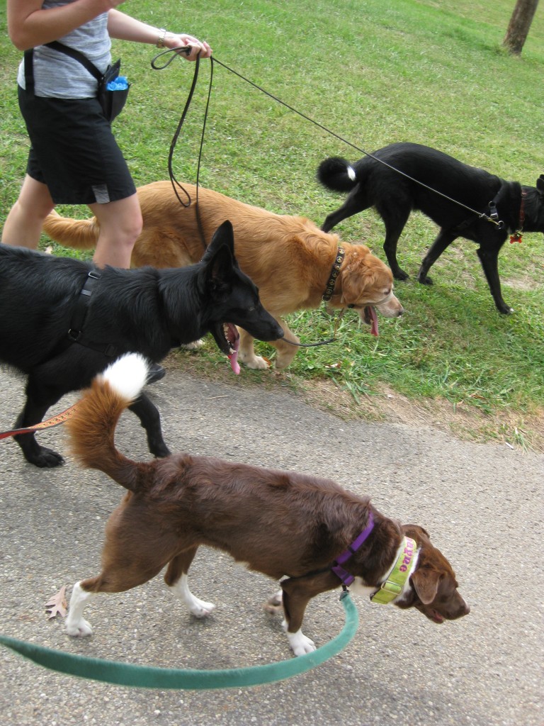 Treating Shayne's actual "disease" allows her to not only "not react" but enjoy walks with unknown dogs (this pic is from the first time she met Ranger and Frodo)