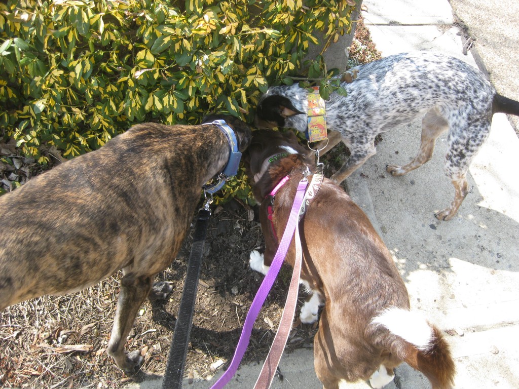 All three found something SUPER good in this shrub!