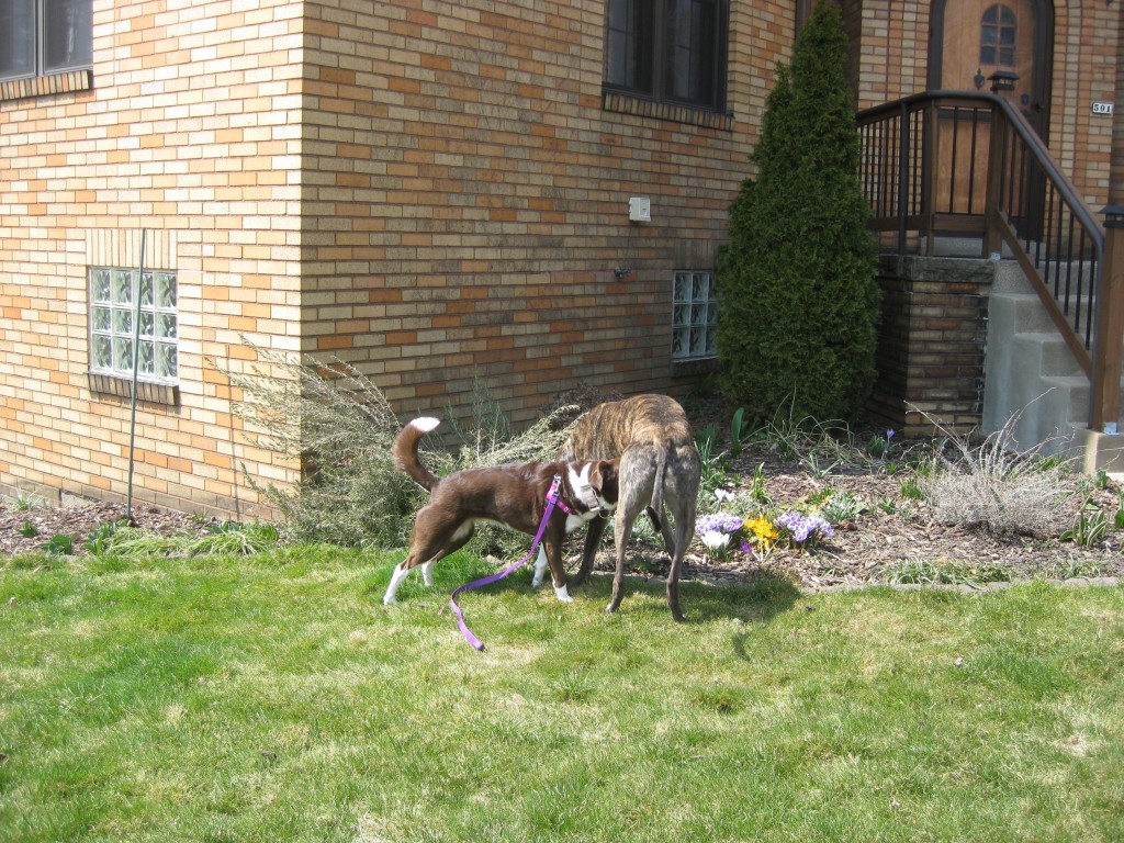 Shayne getting in a nice friendly sniff while exploring the yard together