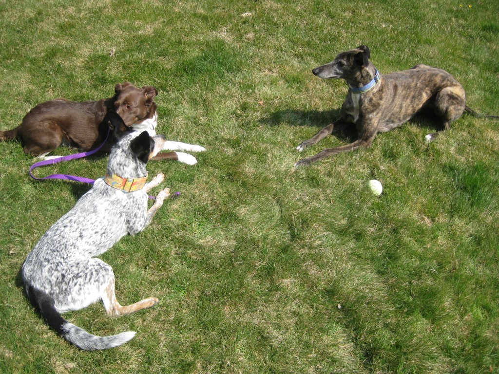 All three were enjoying the sun after their walk and ended up laying down together for a bit!