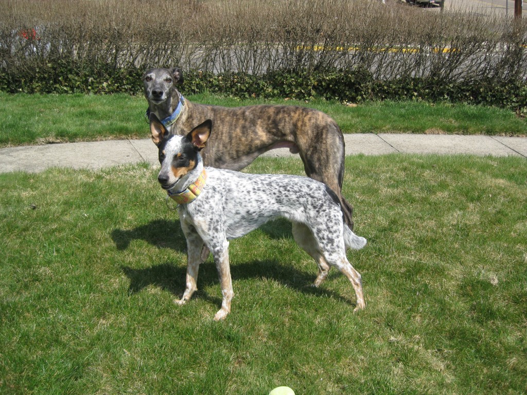 The sighthound boys standing oh so regally!