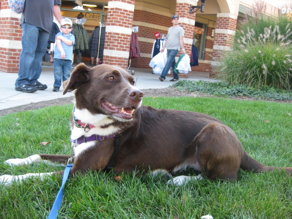 Shayne practices a down-stay at a busy outdoor shopping mall!