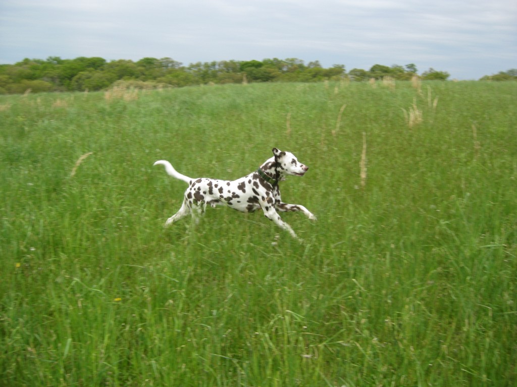 Doc Doc ruuunning and getting to stretch his legs