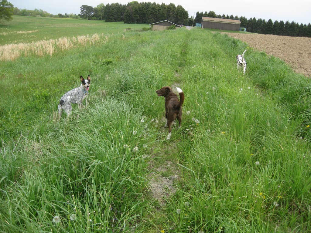 all three pups exploring together!