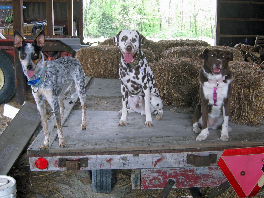 All three pups hop up onto the flat bed trailer for a quick photo!