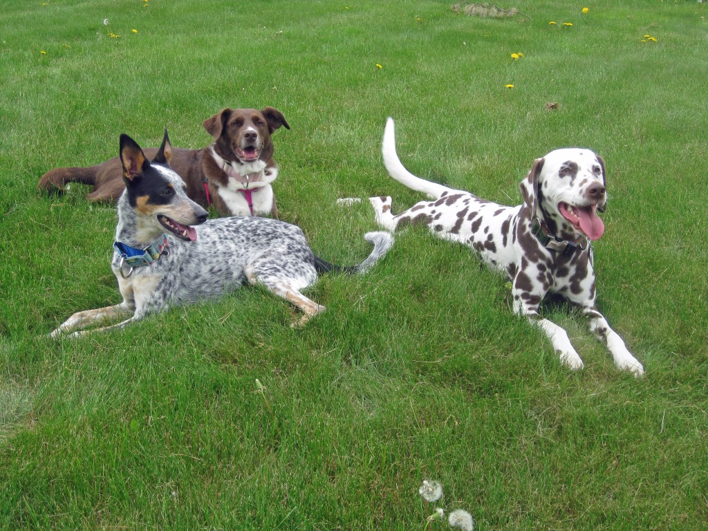 Shayne, Rio, and Doc all taking a bit of a break near the end of our adventure