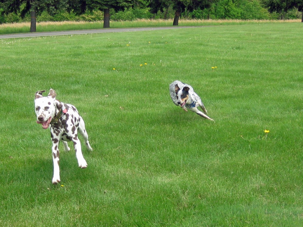 Doc begging for it to end!  He's not used to having to run like this :)