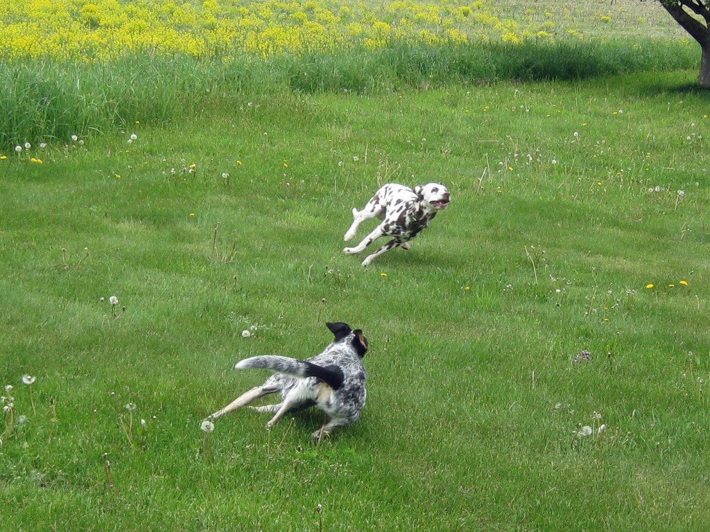 Rio and Doc about to start a game of chase