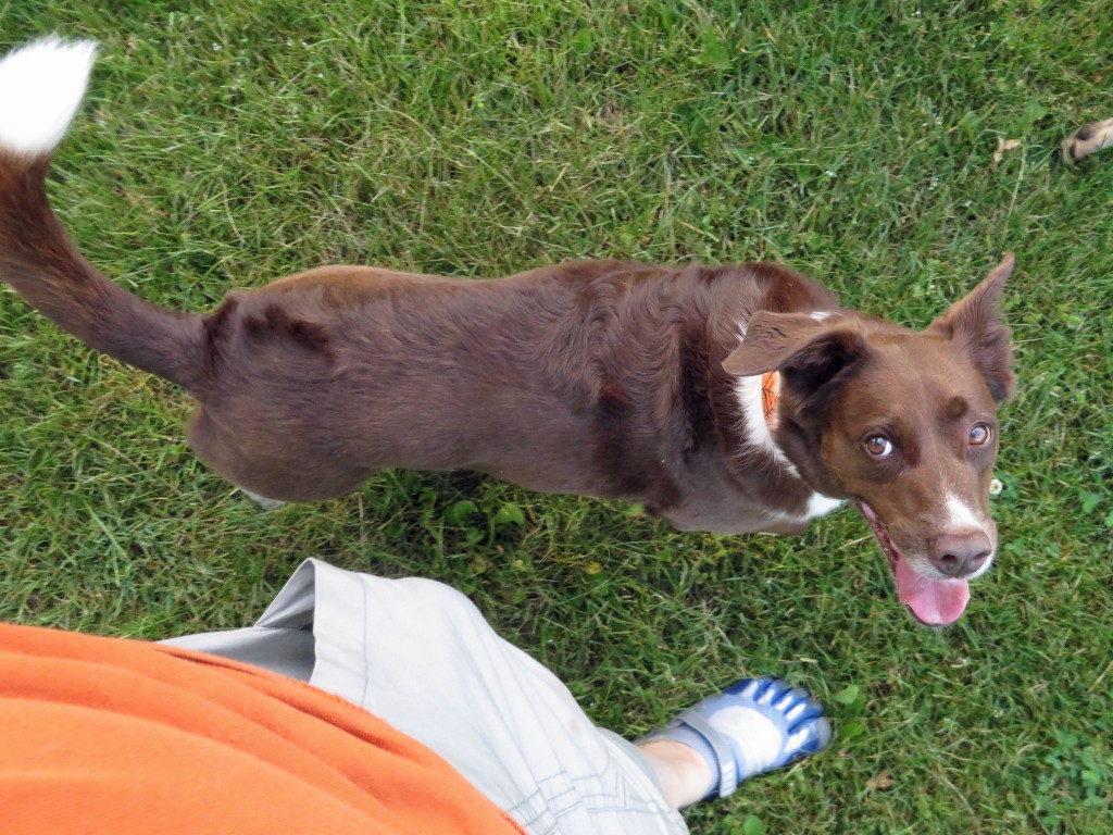 We were working on heeling and I was JUST about to release her to chase me and then snuggle  (because that's how she rolls).