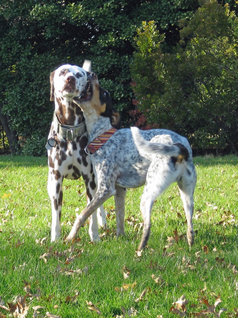 As an Adult Rio still likes to play a lot but he prefers doing so with dogs he's gotten to know a bit.