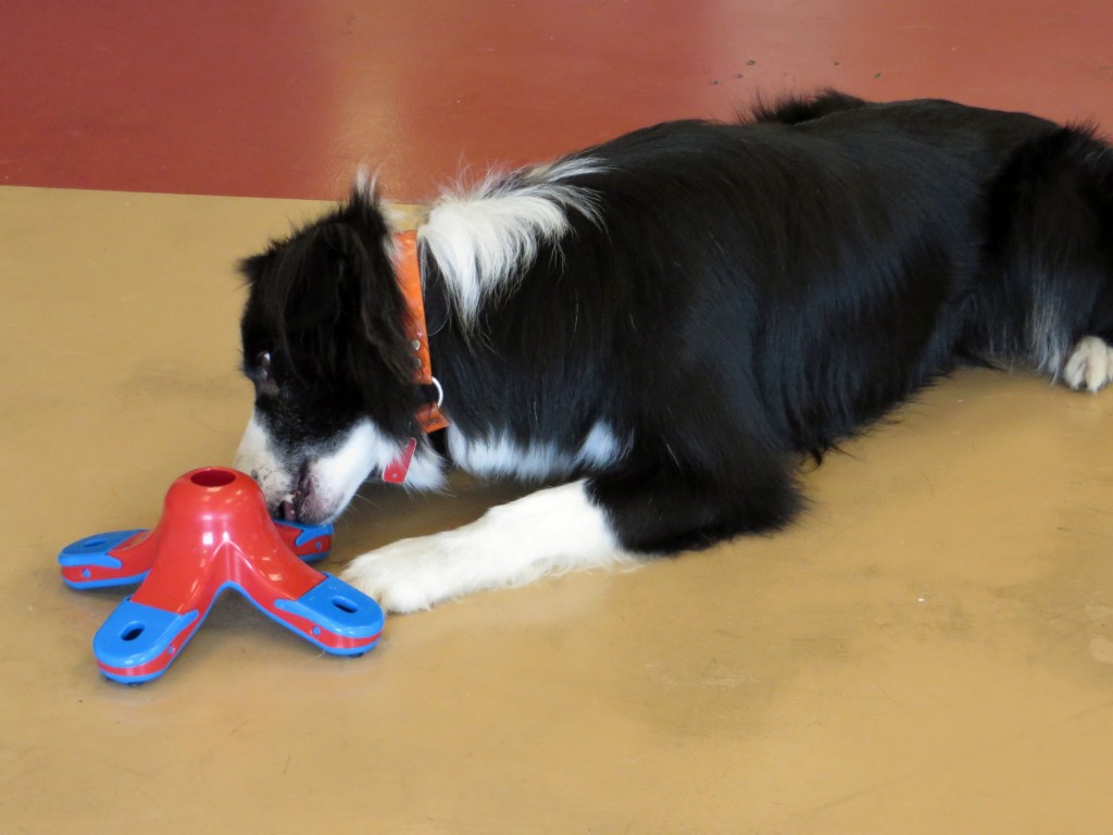 This is a relatively easy puzzle but brainiac Hank really struggled with this one because he could lick the kibble through the small openings.