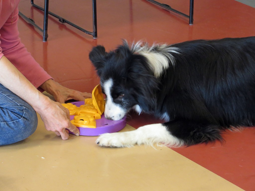 Hank was being a bit lazy when playing with this puzzle, instead of spinning it around, he laid down and just tried to lick out all the kibble!