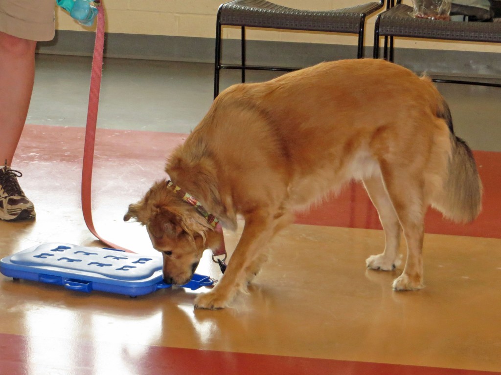 After practicing with all the other games, Hazel finished up with the most challenging  puzzle--she did a nice job figuring out the first step.  All the confidence building of the previous easier puzzled helped her gain skills to conquer this one!