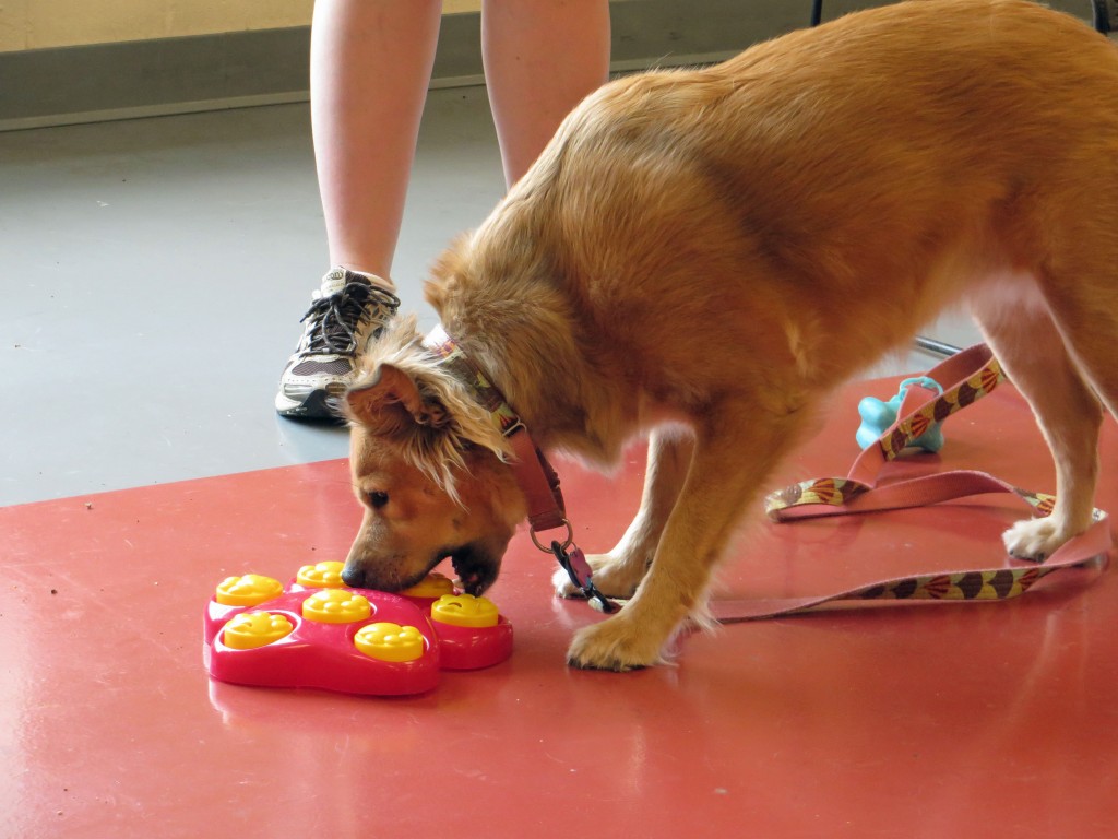 Hazel works hard to figure out how to reliably get the plastic cups out of this puzzle to reveal the kibble.