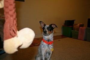 Puppy Rio's toy gets tossed after he sits nicely during our game of fetch in the house.