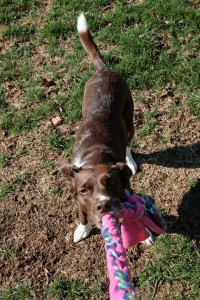 Shayne gets in on a game of tug after a heeling pattern.