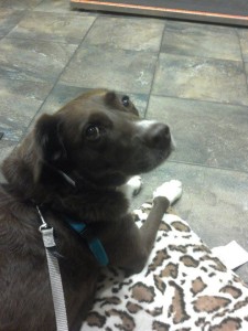 Shayne on her mat at the Emergency Vet office.  We found a quiet corner to sit way from the other dogs.