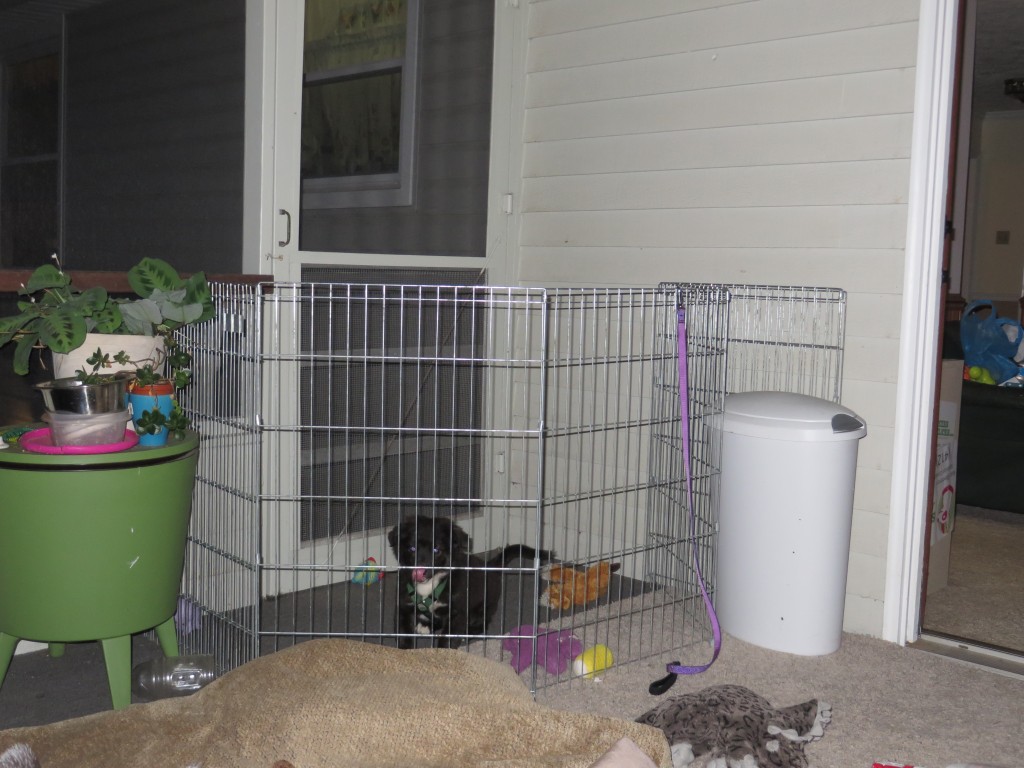While hanging out on our back porch, puppy had his own little corner to keep him contained and out of trouble!