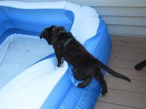 Climbing on the edge of the inflatable pool.  He walked all up and down the sides before jumping in!