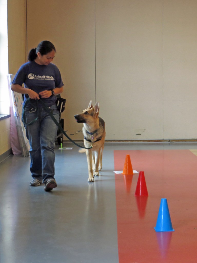 Greyson running a rally course, working on a Spiral Left, Dog Inside.