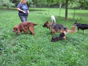 He was playing very appropriately with a group of 8 other stable adult dogs--he was a rockstar!