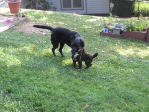 Playing with my neighbor Callie!  These two get to play together a few times a week and love it!