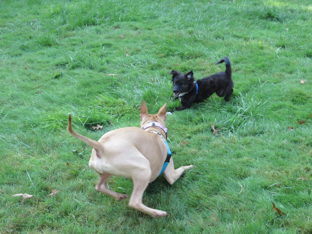 Loki playing with Valentina on our trip to Cleveland.