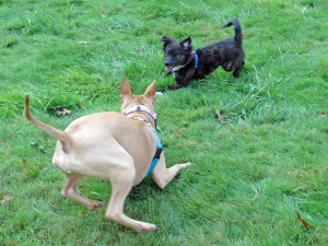 Loki even convinced Valentine, a pit bull, to play with him and she doesn't play very often!