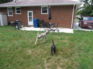 Loki got to play with Delta and Doc.  Doc was being a bit pushy and controlling and Loki, for the most part, followed his rules.