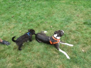 Loki meeting Duke a handsome Boxer, they hung out together nicely.