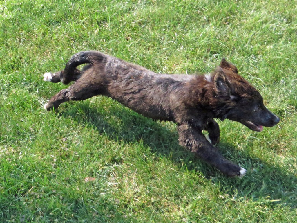 He has some nice movement, even for a little guy figuring out his body.