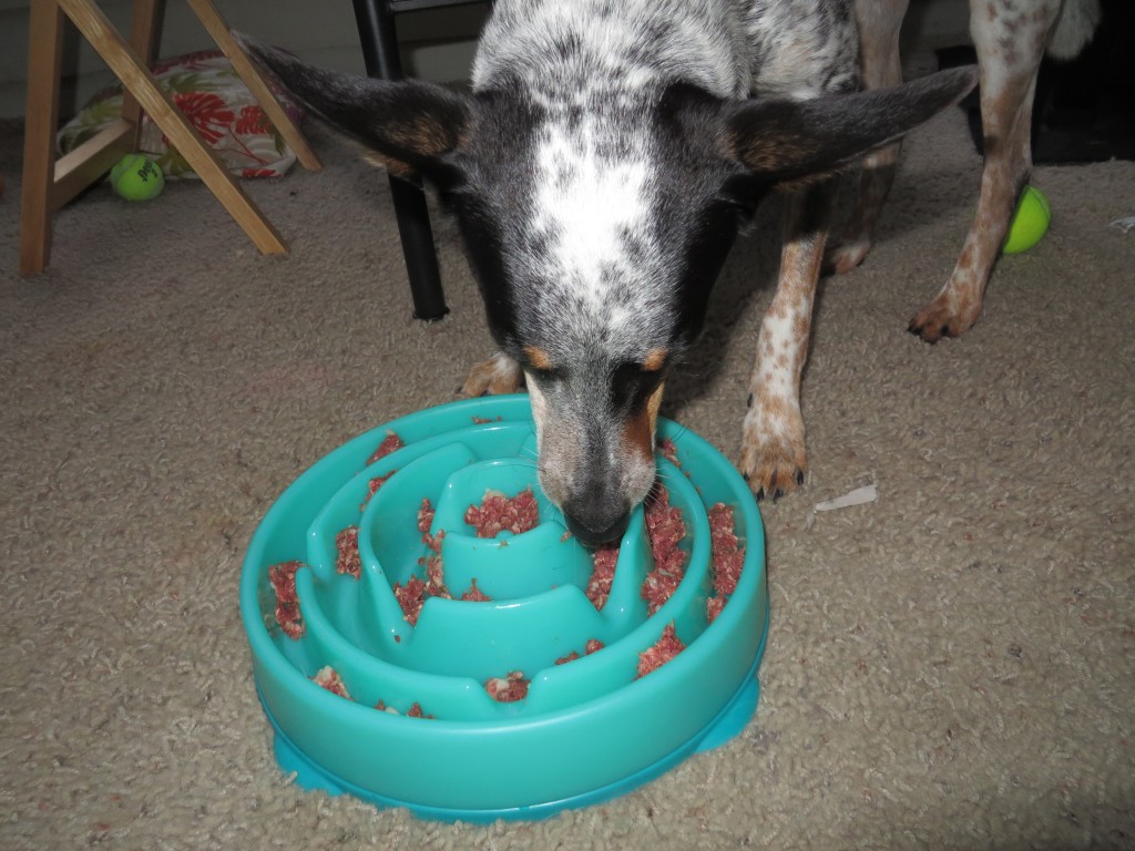 Rio working on some raw venison in the slow feeder.