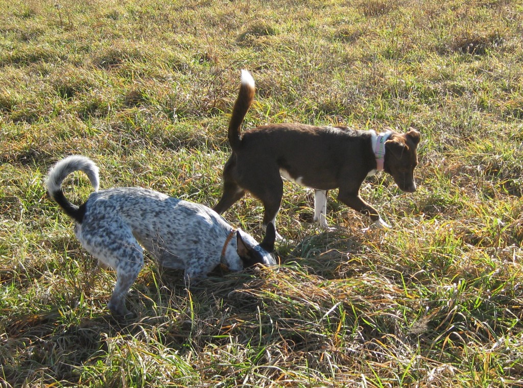 Uh-oh, I must be doomed!  Look at those seriously high tails!