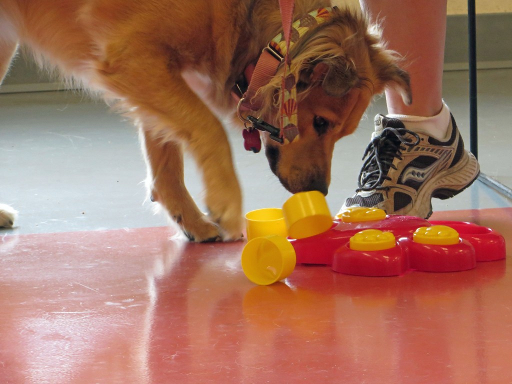 Hazel plays with a puzzle toy!