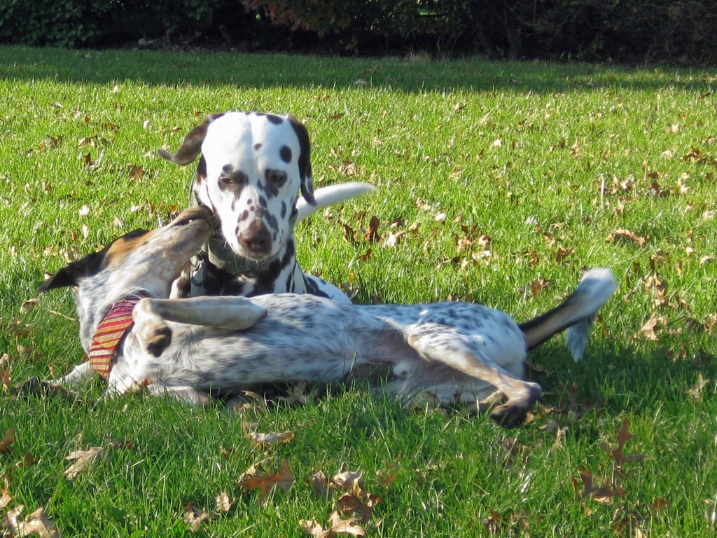 Rio loves Doc-Doc, though Doc isn't quite as sure (he gets over it and they do become good buddies)