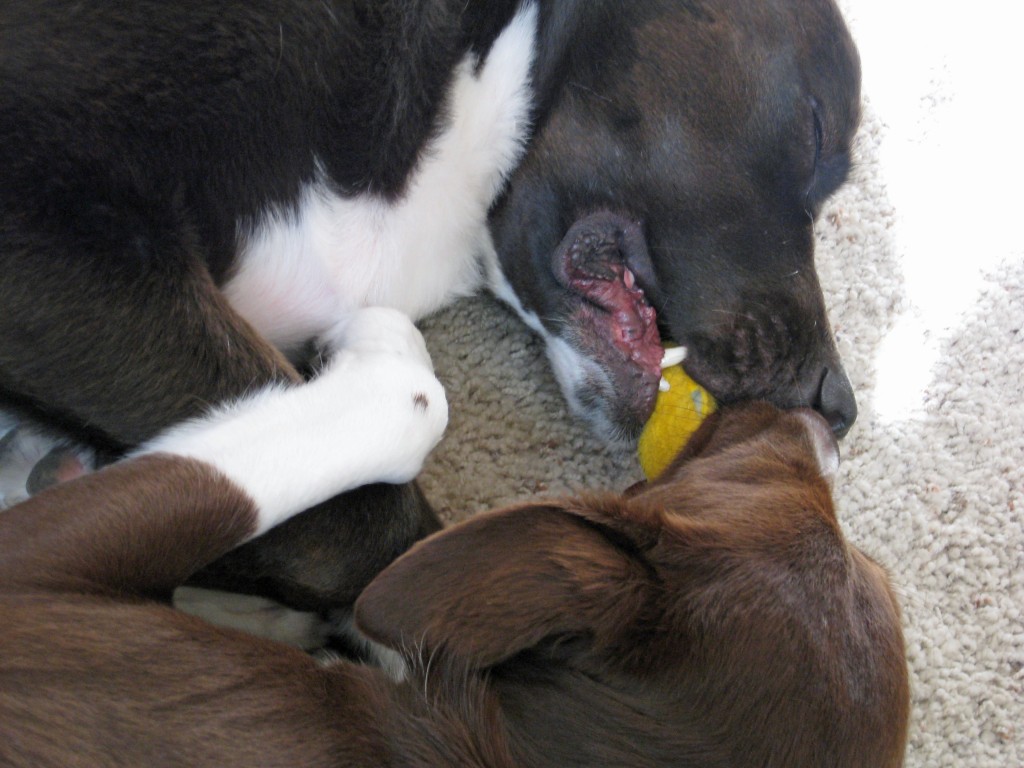 Shayne and Tas really did have a special type of love... falling asleep both holding the same tennis ball sized toy