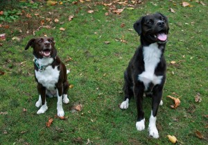 Shayne and Tas' first off-leash adventure after a few weeks of leashed walks.  You can see Shayne is still not 100% comfortable with her friend.