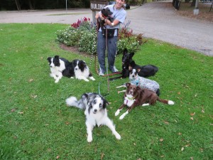 Shayne on a walk with 3 dogs she didn't really know, 2 of them she'd never met before.  She walked confidently with all the new dogs, even if they got "up close and personal" with her!