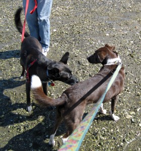 This is probably one of the first times that the girls had a more formal greeting together after many walks together.