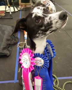 Oswin with her RLPX1 Title ribbon and her four first place ribbons from that trial.