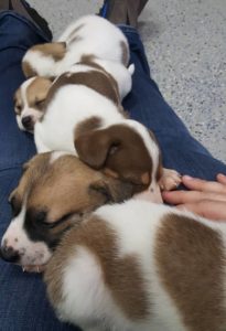 4 week old mixed breed puppies all snuggled up on Tena's lap! They love to snuggle and play together, but will be going to new homes on their own.