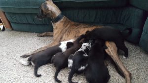 Although at 5 weeks old they had been eating solid foods for a while, they still would have snack time from mom.